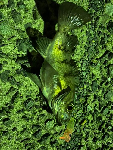 メバルの釣果