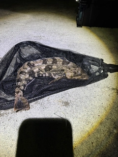 アイナメの釣果