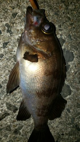 アカメバルの釣果