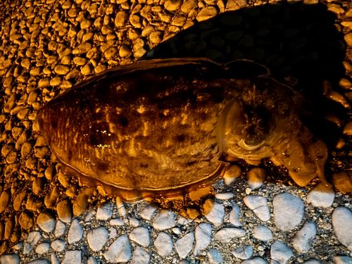 マツバイカの釣果