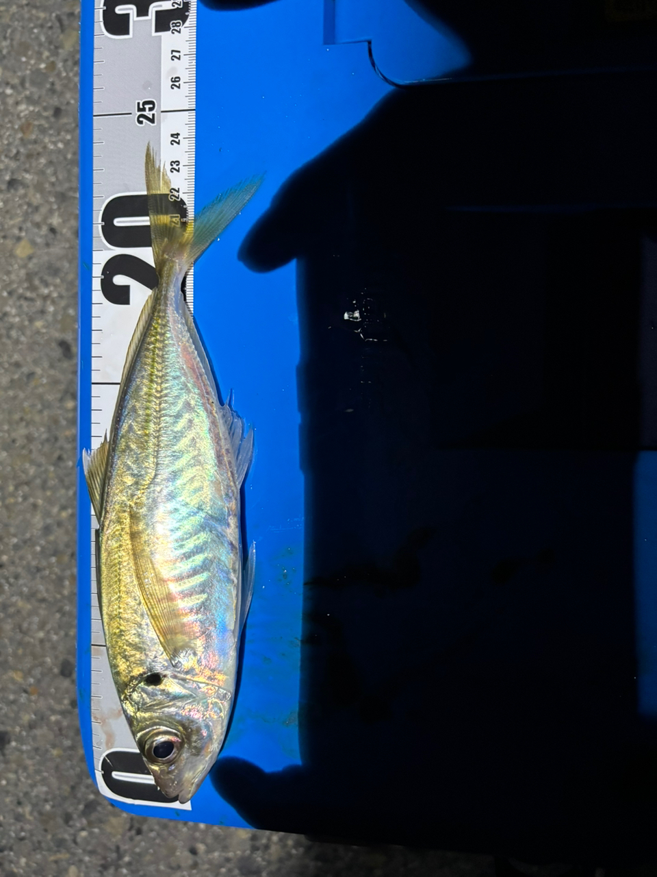 Gamakatsu ラグゼ 宵姫 天 S52UL-solidの最安値・インプレ・釣果