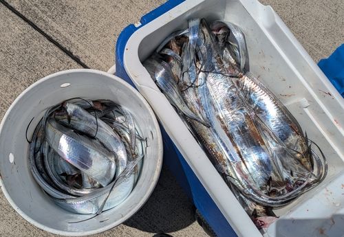 タチウオの釣果