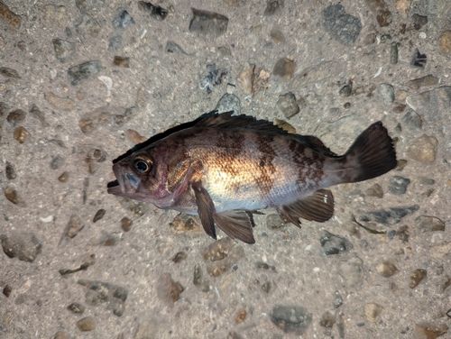 メバルの釣果
