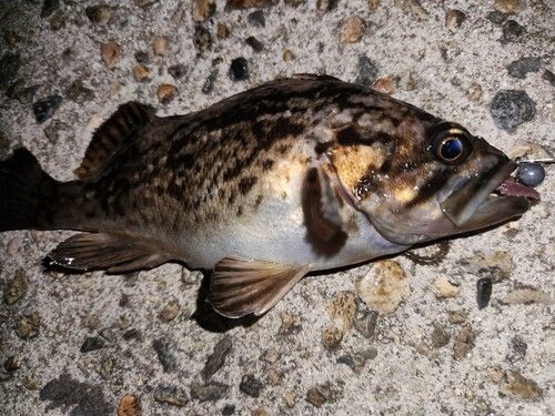 クロソイの釣果