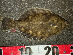 クロガレイの釣果