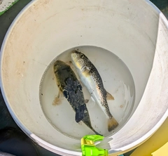 ショウサイフグの釣果