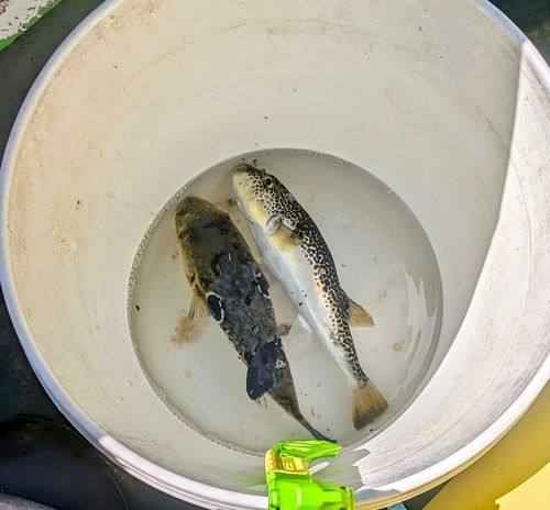 ショウサイフグの釣果