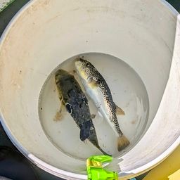 ショウサイフグ