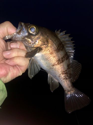 メバルの釣果