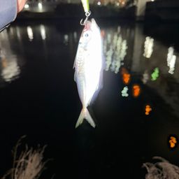 アジ