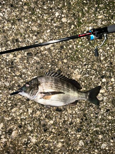 クロダイの釣果