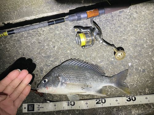 チヌの釣果