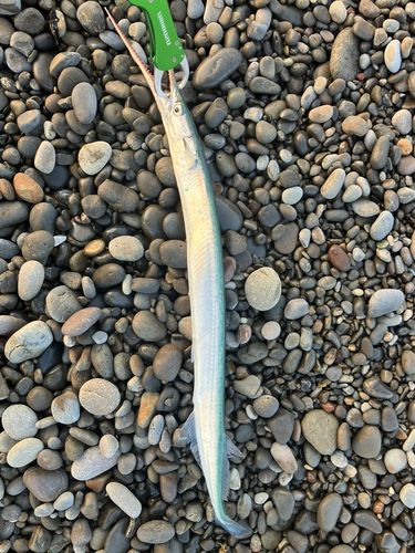 ダツの釣果