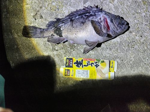 ソイの釣果