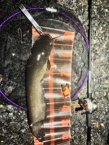 ナマズの釣果