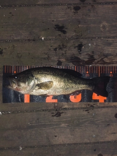 ラージマウスバスの釣果