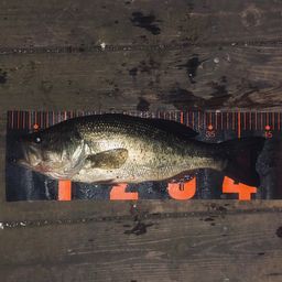 ラージマウスバス