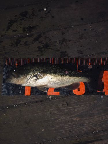 ラージマウスバスの釣果