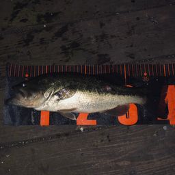 ラージマウスバス