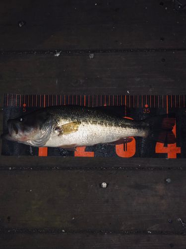 ラージマウスバスの釣果