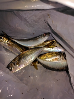 アジの釣果
