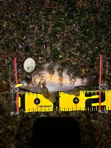 メバルの釣果