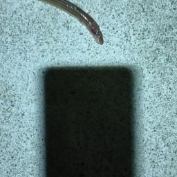 アナゴ