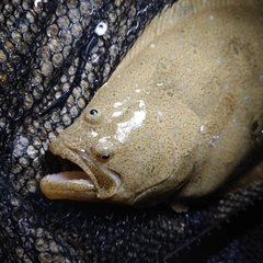 ヒラメの釣果