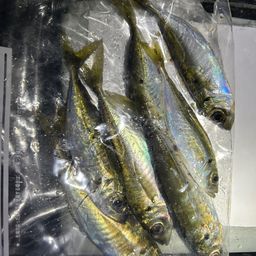 アジ