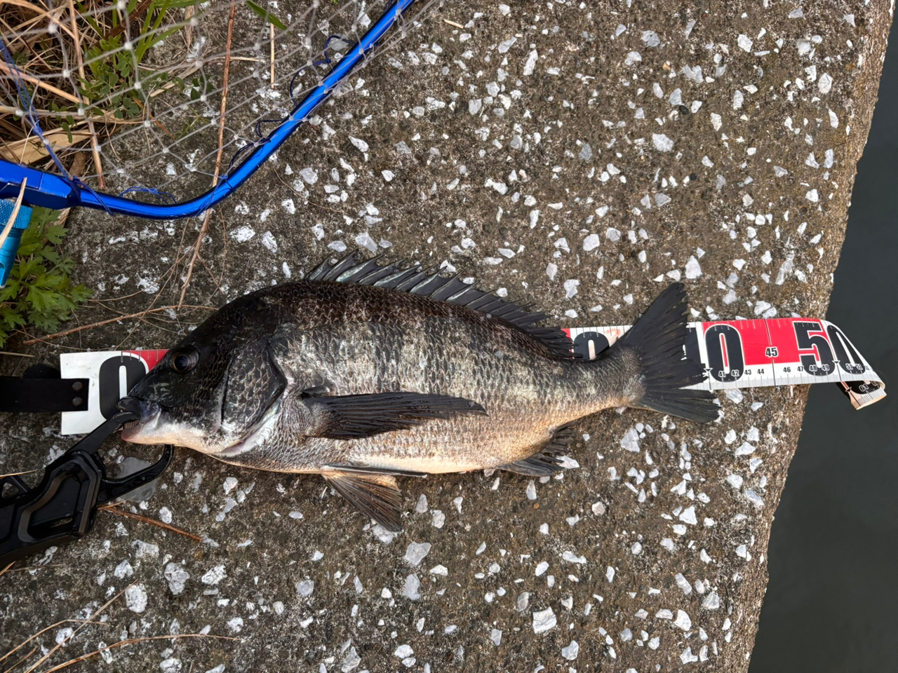 DAIWA 20セブンハーフ 76MBの最安値・インプレ・釣果 | 本音の