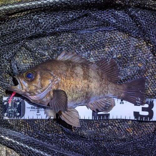 メバルの釣果