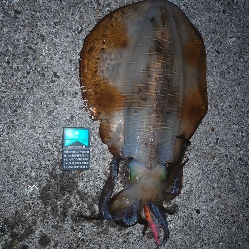 アオリイカの釣果