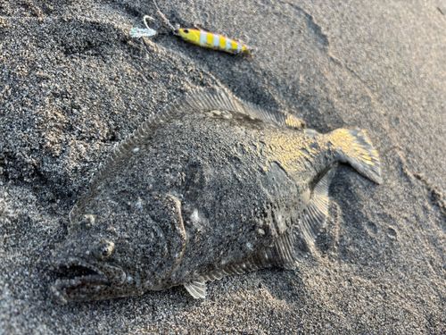 ソゲの釣果