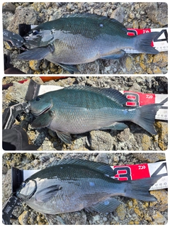 クチブトグレの釣果