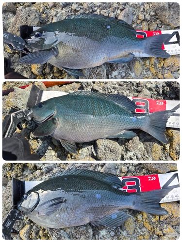 クチブトグレの釣果