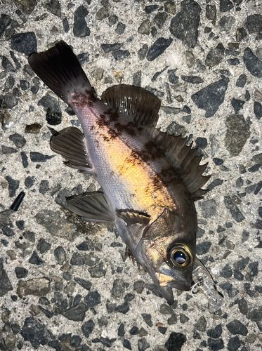 メバルの釣果