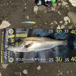 シーバス