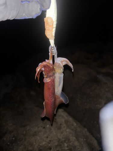 ヤリイカの釣果