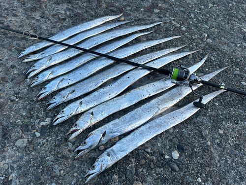 タチウオの釣果