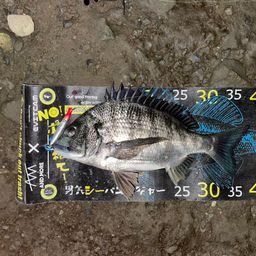 クロダイ