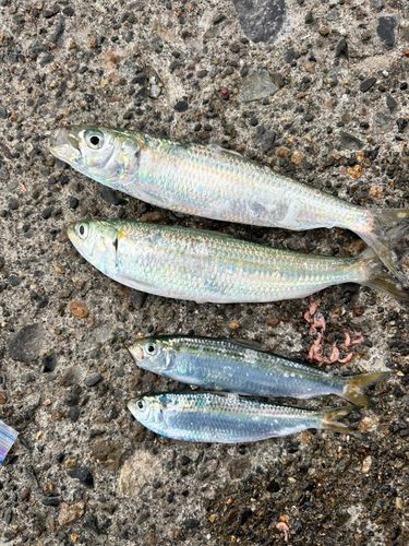 カタボシイワシの釣果