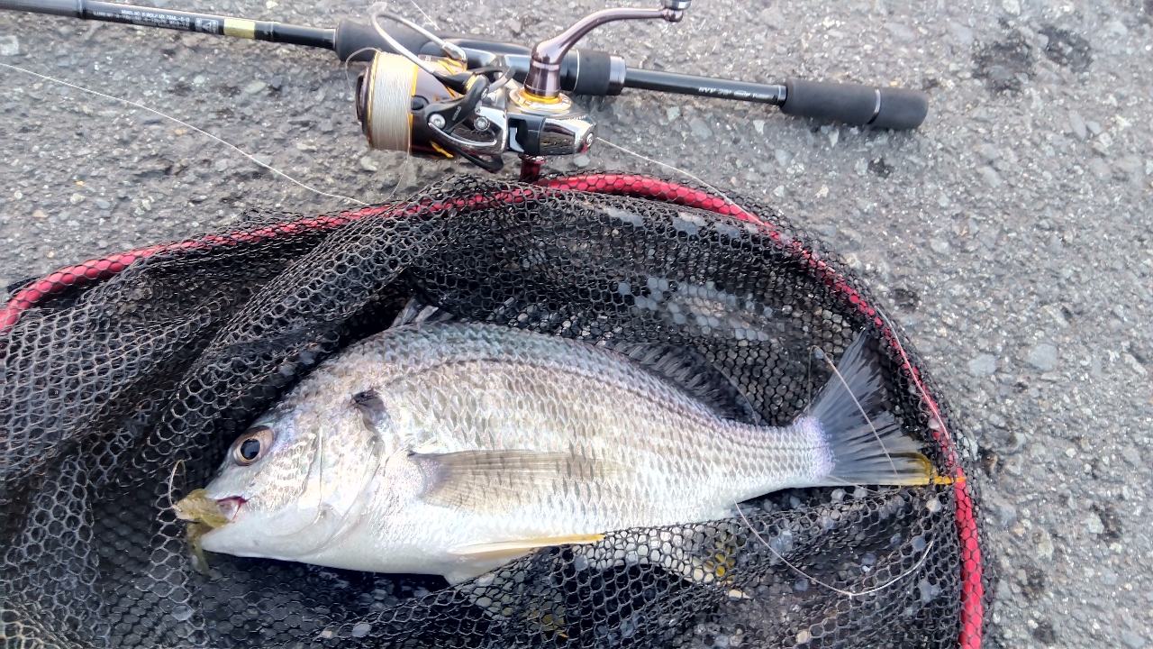 DAIWA 22シルバーウルフ MX 76ML-Sの最安値・インプレ・釣果