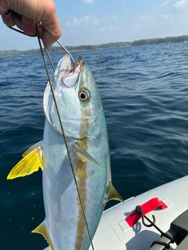 ヒラマサの釣果