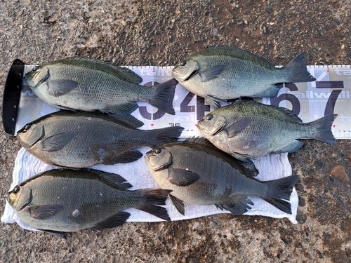 メジナの釣果