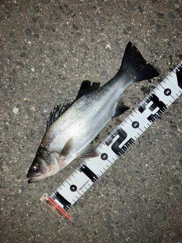 セイゴ（ヒラスズキ）の釣果