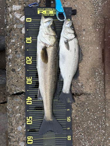 セイゴ（ヒラスズキ）の釣果