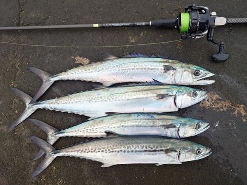 サゴシの釣果