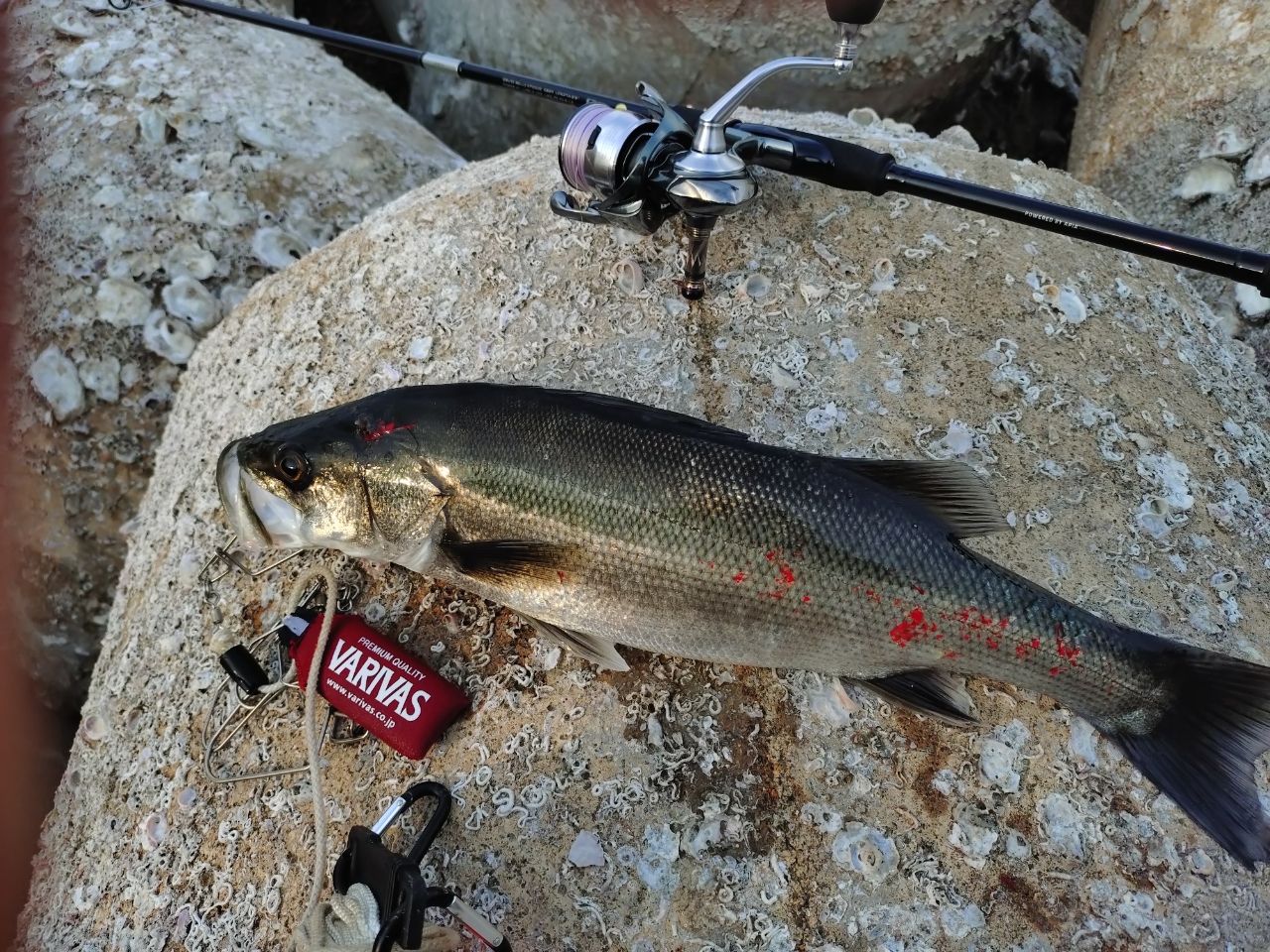 セイゴ（マルスズキ）