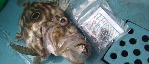 マトウダイの釣果