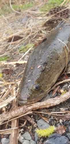 ライギョの釣果